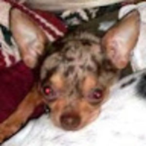 Meet your Posher, Bonita